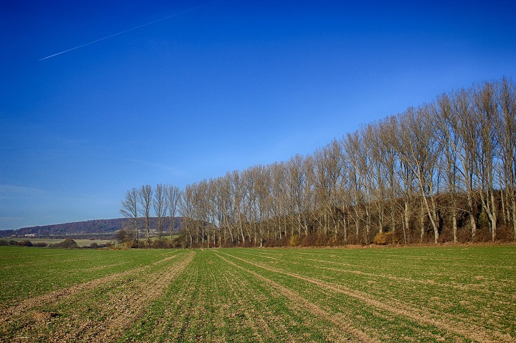 nyárfa
