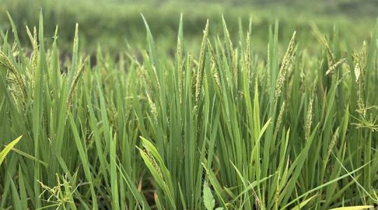 A rizstermesztés alapjai Magyarországon – minden, amit tudni érdemes
