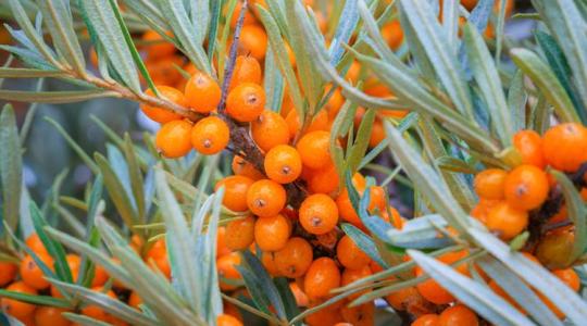 A homoktövis termesztése és hasznosítása – útmutató magyar gazdáknak