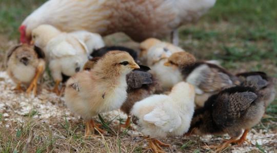 Bizalmatlanság és tudáshiány: sok ember nincs képben az antibiotikumokkal kapcsolatban Bizalmatlanság és tudáshiány: sok ember nincs képben az antibiotikumokkal kapcsolatban