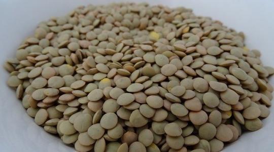 Minden, amit tudnod kell a sikeres lencsetermesztéshez