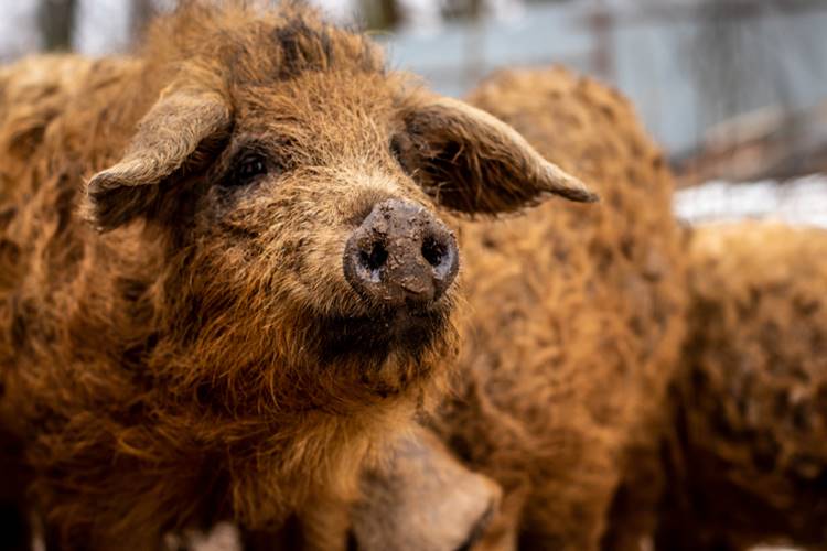 mangalica