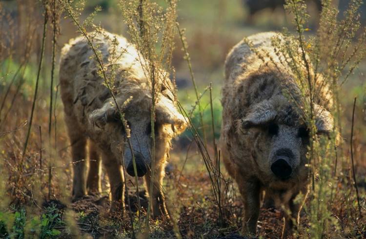 mangalica