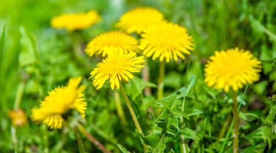 Minden, amit a pitypangról tudni érdemes – a mezők aranysárga csodája az agráriumban