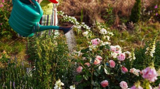 Kerti virágok: minden, amit tudni érdemes a díszkertek színes ékköveiről