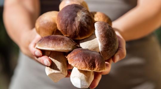 Napok kérdése, és indulhat a gombaszezon +LELŐHELYEK Napok kérdése, és indulhat a gombaszezon +LELŐHELYEK