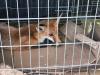Sokkolta az állatbarátokat, amit a rókát elütő autós tett +VIDEÓ