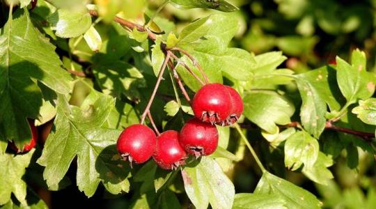 Minden, amit tudnod kell a galagonyáról – termesztéstől a felhasználásig