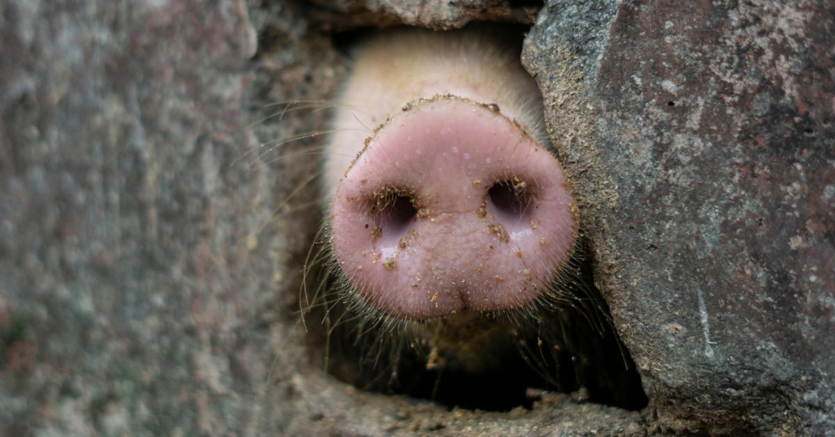 Súlyos ítélet egy sertéstelep ügyében: milliós sérelemdíj a bűz miatt Súlyos ítélet egy sertéstelep ügyében: milliós sérelemdíj a bűz miatt
