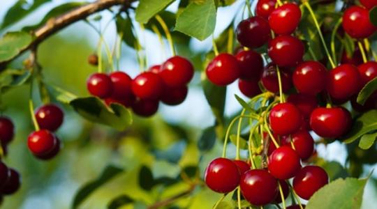 Átfogó útmutató a meggy termesztéséhez