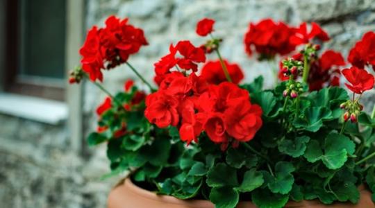 Minden, amit a muskátliról tudni érdemes: gondozás, szaporítás, tippek, trükkök