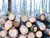 Hogyan válik elszámolhatóvá a faanyag biomasszaként?