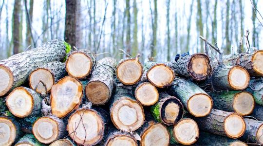 Hogyan válik elszámolhatóvá a faanyag biomasszaként? Hogyan válik elszámolhatóvá a faanyag biomasszaként?