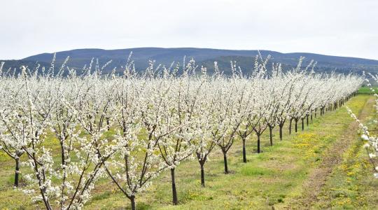 Ismerd meg 2025 legszebb gyümölcstermesztő birtokát Ismerd meg 2025 legszebb gyümölcstermesztő birtokát