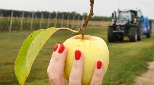 Precíziós technológiák: új almaültetvény és napelempark áll az oktatás szolgálatába Precíziós technológiák: új almaültetvény és napelempark áll az oktatás szolgálatába