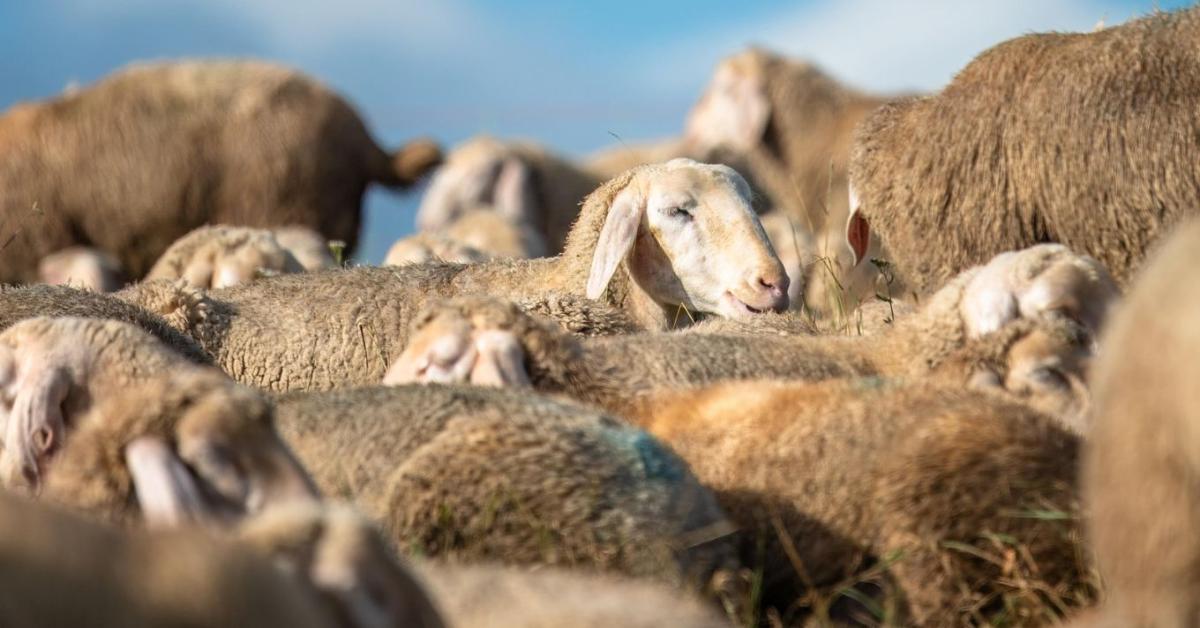 Hihetetlen: bárányhúsra éhezik a világ, mi mégis lemaradunk? Hihetetlen: bárányhúsra éhezik a világ, mi mégis lemaradunk?