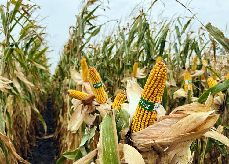 Corteva Portfolió Farm