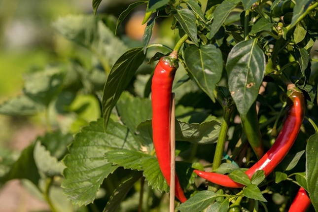 chili