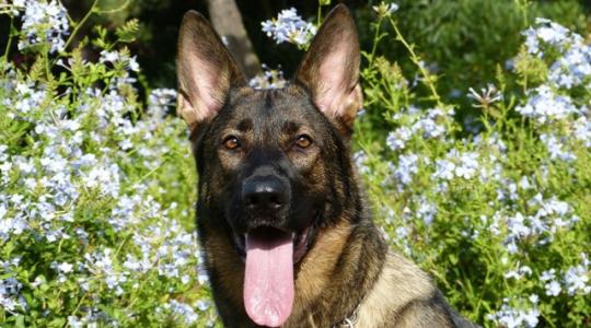 Kutyafajták: teljes körű útmutató a legnépszerűbb fajtákról és tartásukról