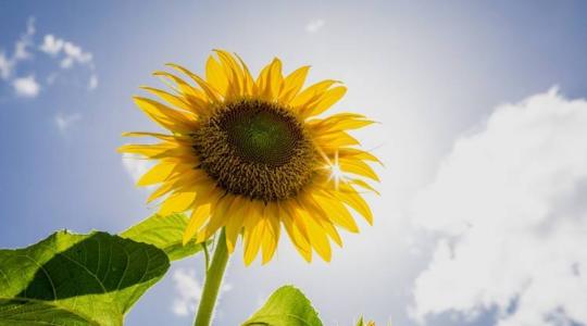 A napraforgó termesztése: modern technológiák és tippek a sikeres gazdálkodáshoz