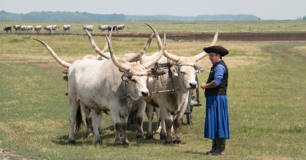 Pásztorok és gulyások mérték össze tudásukat a Hortobágyon Pásztorok és gulyások mérték össze tudásukat a Hortobágyon