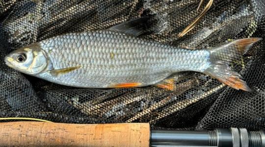 Annyi minden megváltozott, hogy újra kellett írni a hazai halfajokat bemutató kötetet Annyi minden megváltozott, hogy újra kellett írni a hazai halfajokat bemutató kötetet