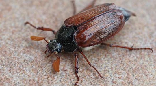 A cserebogár: felderítés, védekezés és megelőzés a mezőgazdaságban