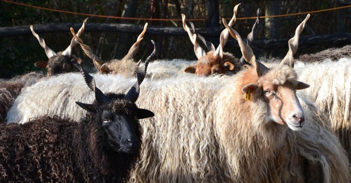 Miért fontos ma is a racka juh? – Egy ősi fajta modern küldetése Miért fontos ma is a racka juh? – Egy ősi fajta modern küldetése