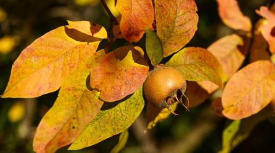 A naspolya termesztése és hasznosítása 