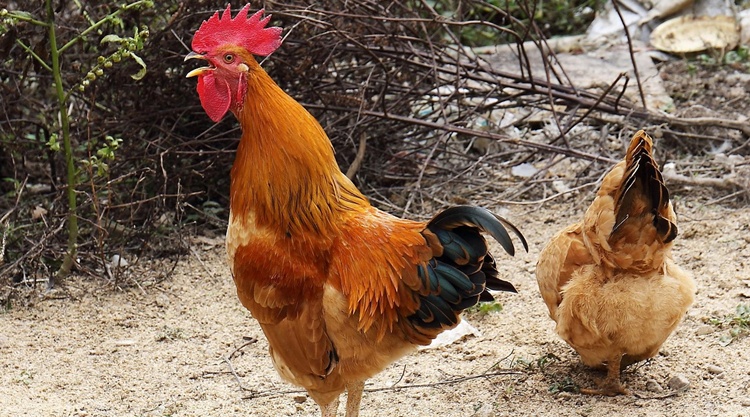 kakas