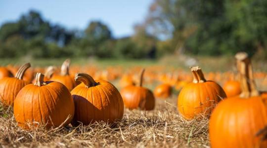 Részletes útmutató a sütőtök termesztéséhez