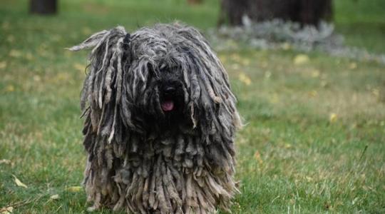 A puli: a magyar pásztorkutya titkai és jelentősége a modern mezőgazdaságban
