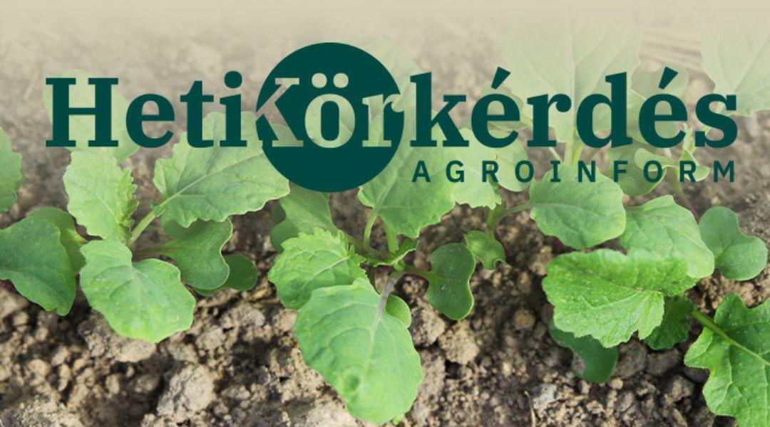 Milyen megoldások vannak a repce őszi gyomproblémáira? – Heti Körkérdés