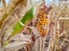 Aszály és járvány: nehéz év előtt a magyar agrárium