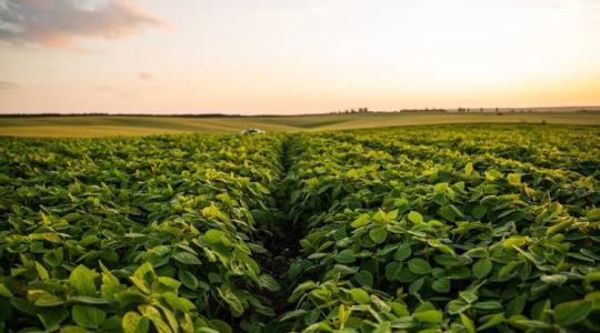 A szója termesztése Magyarországon: lehetőségek, kihívások, gyakorlati tanácsok