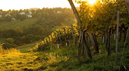 Őszi metszés: kulcsfontosságú lépés az egészségesebb és bőségesebb szőlőtermésért