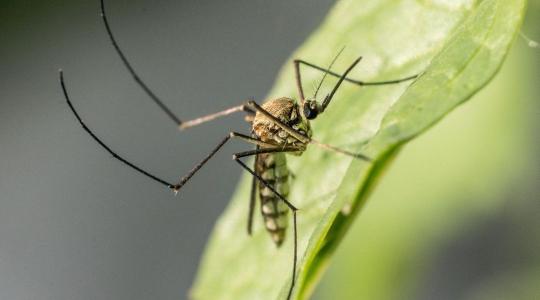 Kipusztítsuk a szúnyogokat? Komoly etikai és ökológiai kérdéseket vet fel a tudósok vitája