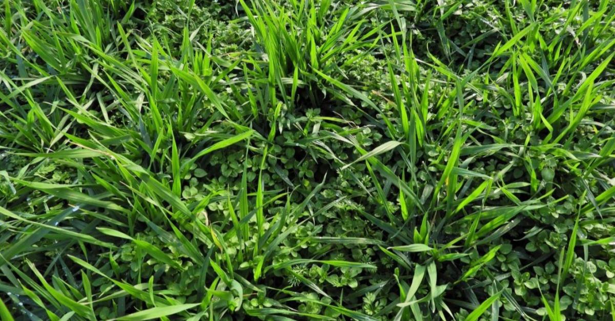 Kalászosok őszi gyomirtása a szűkülő vetésszerkezetben