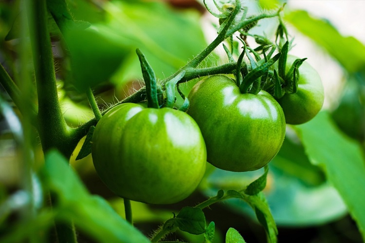 paprika paradicsom