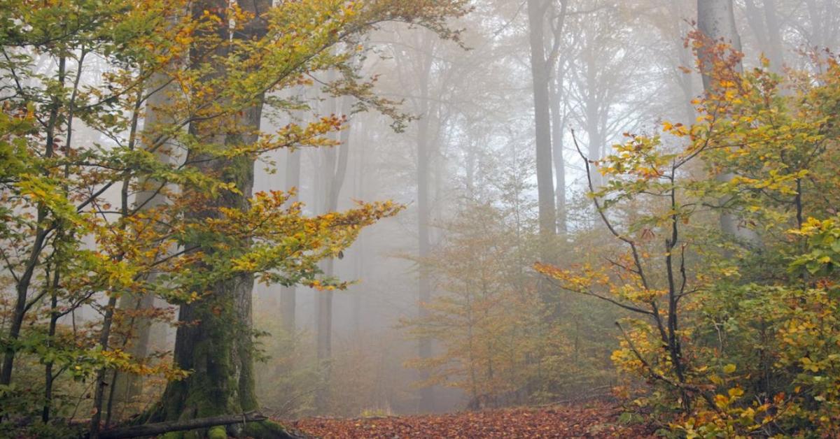Az idei ősz leghidegebb éjszakáján vagyunk túl Az idei ősz leghidegebb éjszakáján vagyunk túl