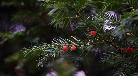 A tiszafa termesztése, gondozása és jelentősége a magyar kertekben