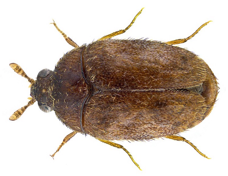 búza