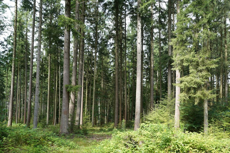 erdő