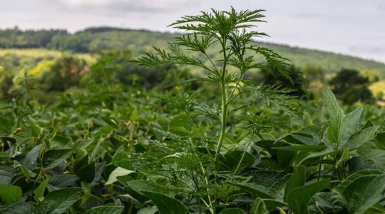 A gyomnövények szerepe, felismerése és hatékony irtása a mezőgazdaságban