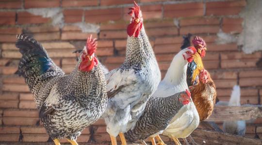 Téli baromfitartás lépésről lépésre: takarmányozás, fűtés és védelem a hideg ellen