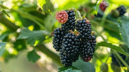 Átfogó útmutató a szeder termesztéséhez