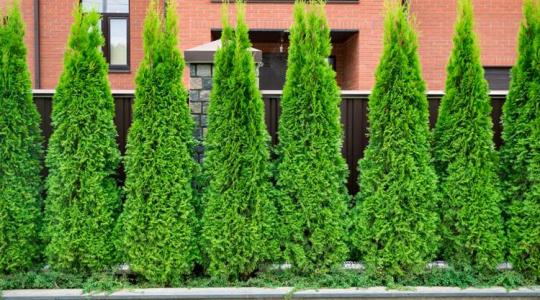 A tuja gondozása, ültetése és védelme – teljes útmutató kertbarátoknak