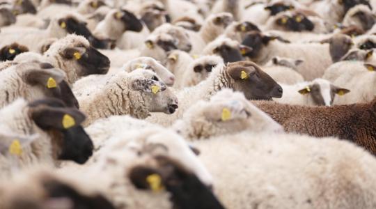 Vérszívó fonálféreg terjed a juhok között Angliában – nálunk az őzeket tizedelte Vérszívó fonálféreg terjed a juhok között Angliában – nálunk az őzeket tizedelte