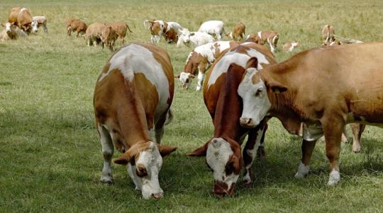 Újabb mezőgazdasági óriás került a Mészáros Csoporthoz – a Gyulai Agrár Zrt. is csatlakozott Újabb mezőgazdasági óriás került a Mészáros Csoporthoz – a Gyulai Agrár Zrt. is csatlakozott