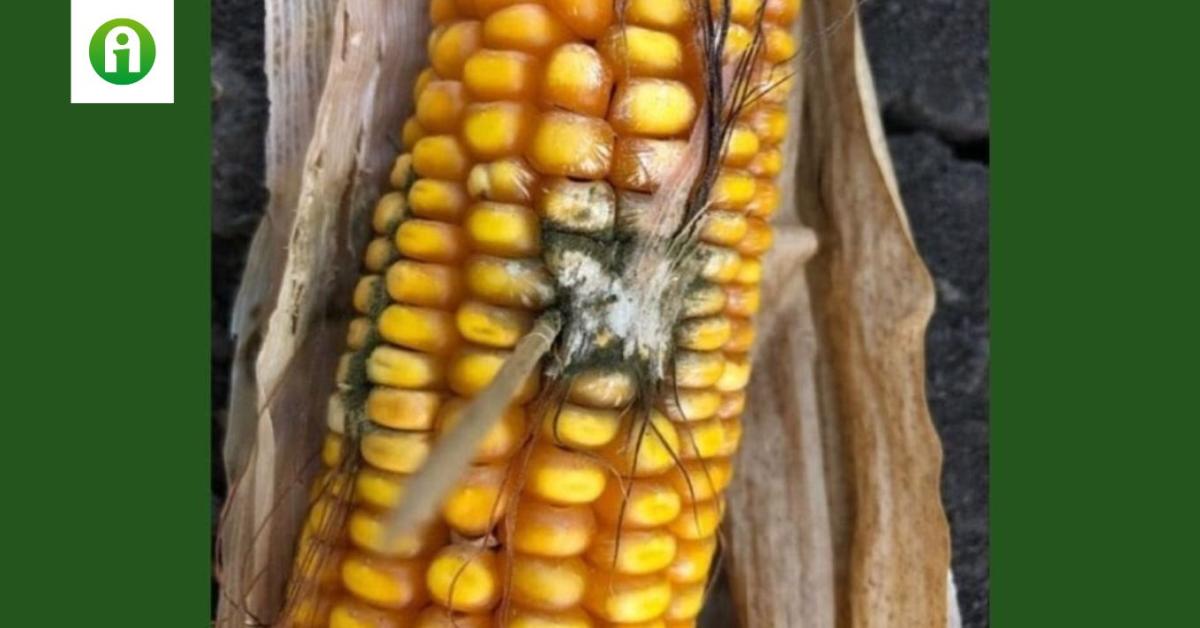Mikotoxinok a kukoricában – Hogyan védekezzünk hatékonyan ellenük?